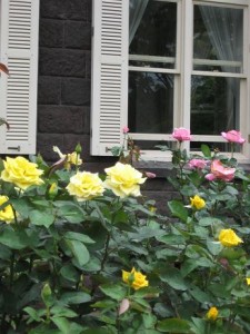旧古河邸庭園のバラ